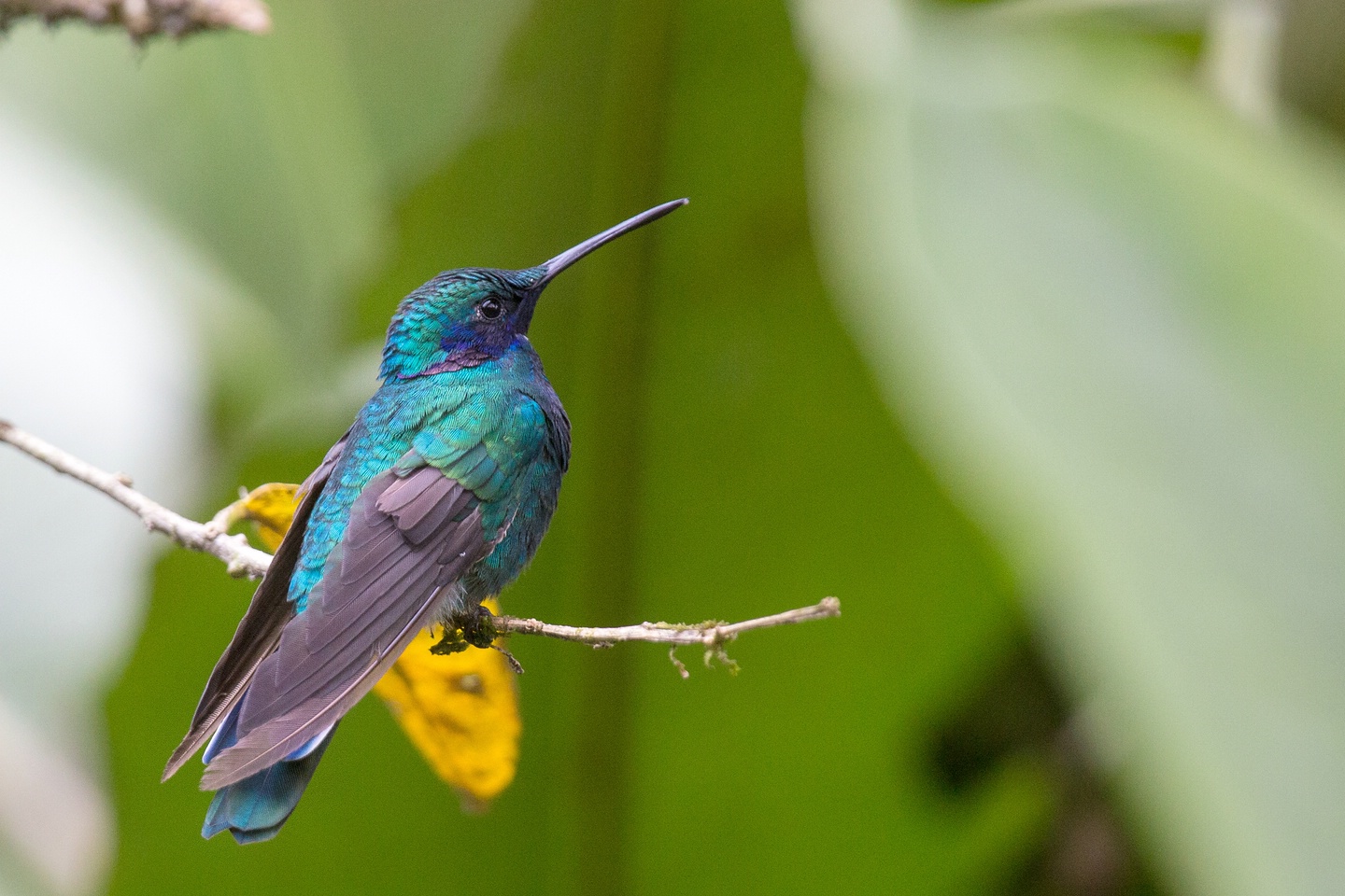 Großer Veilchenohrkolibri